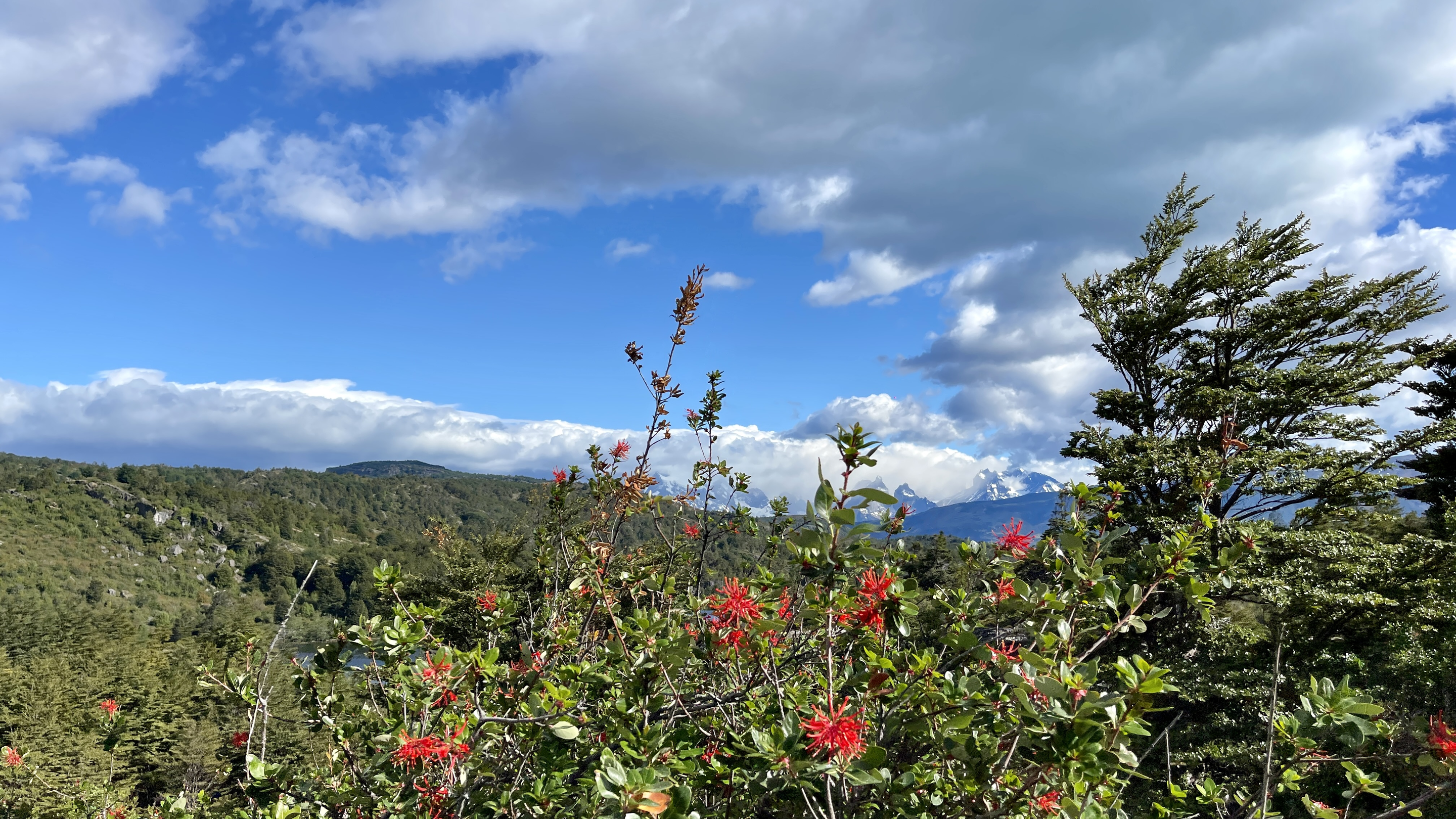 Red notro flowers in bloom, framed against a forested Patagonian valley and snow-capped peaks.